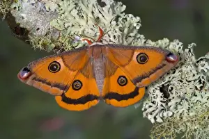 Images Dated 14th January 2006: Sammamish, Washington a North American species from California. A small female silk