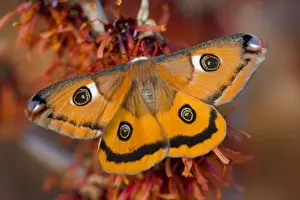 Images Dated 23rd January 2006: Sammamish, Washington a North American species from California. A small female silk