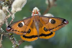 Images Dated 24th January 2006: Sammamish, Washington a North American species from California. A small female silk