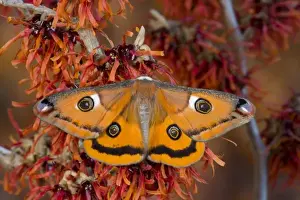 Images Dated 23rd January 2006: Sammamish, Washington a North American species from California. A small female silk