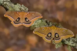 Partner Prints: Sammamish, Washington pair of silk moths Antheraea polyphemus from North America