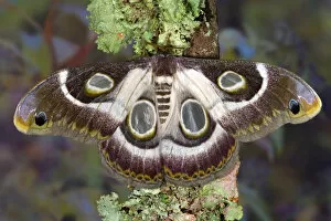 Images Dated 2nd March 2006: Sammamish, Washington photo take of African Silk Moth Epiphora bauhiniae with clear