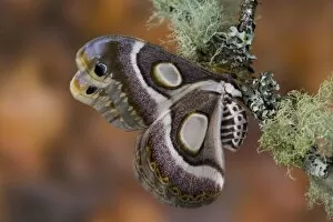 Images Dated 1st March 2006: Sammamish, Washington photo take of African Silk Moth Epiphora bauhiniae with clear