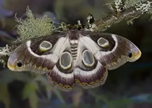 Sammamish, Washington photo take of African Silk Moth Epiphora bauhiniae with clear