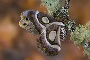 Images Dated 1st March 2006: Sammamish, Washington photo take of African Silk Moth Epiphora bauhiniae with clear