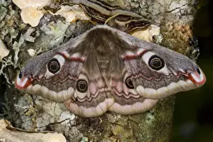Images Dated 5th March 2006: Sammamish, Washington photo of a small European Silk Moth, female Saturnia pavionella