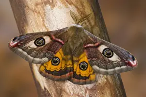 Sammamish, Washington photo of a small European Silk Moth, male Saturnia pavionella