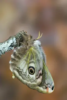 Images Dated 8th March 2006: Sammamish, Washington photo of a small European Silk Moth