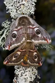 Sammamish, Washington photo of a small European Silk Moth, pair Saturnia pavionella