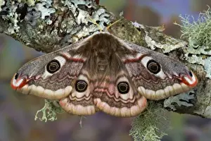Images Dated 5th March 2006: Sammamish, Washington photo of a small European Silk Moth, female Saturnia pavionella