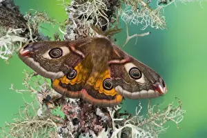 Sammamish, Washington photo of a small European Silk Moth, male Saturnia pavionella