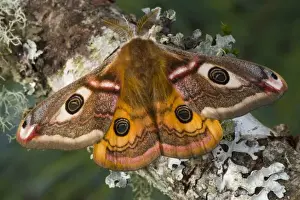 Images Dated 5th March 2006: Sammamish, Washington photo of a small European Silk Moth, male Saturnia pavionella