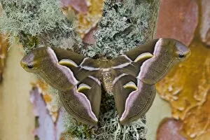 Images Dated 8th May 2006: Sammamish, Washington photo taken of silk moth Samia cynthina