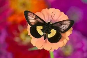 Images Dated 26th August 2005: Sammamish Washington Photograph of Butterfly on Flowers, Miyana meyeri butterfly from PNG