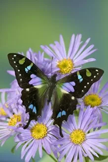 Images Dated 26th August 2005: Sammamish Washington Photograph of Butterfly on Flowers, Graphium weiskei the Purple