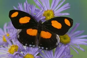 Images Dated 26th August 2005: Sammamish Washington Photograph of Butterfly on Flowers, Catonephele numilia the