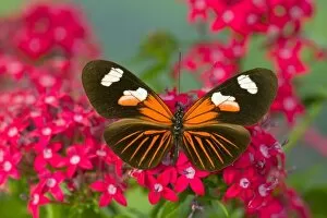 Images Dated 26th August 2005: Sammamish Washington Photograph of Butterfly on Flowers, Heliconius melpomene the