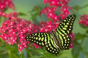Images Dated 26th August 2005: Sammamish Washington Photograph of Butterfly on Flowers, Graphium agamemnon the Tailed