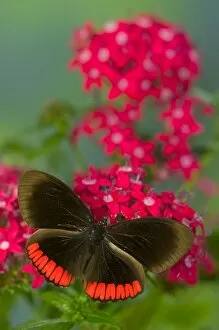 Images Dated 26th August 2005: Sammamish Washington Photograph of Butterfly on Flowers, Biblis hyperia the Crimson-banded