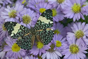 Images Dated 26th August 2005: Sammamish Washington Photograph of Butterfly on Flowers, Hamadryas arinome the Starry