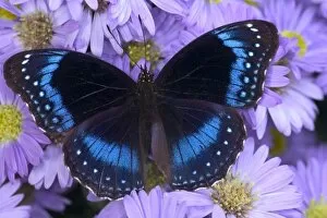 Images Dated 26th August 2005: Sammamish Washington Photograph of Butterfly on Flowers, Hypolimnas alimena the Blue-banded