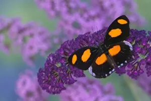 Images Dated 28th August 2005: Sammamish Washington Photograph of Butterfly on Flowers, Catonephele numilia the