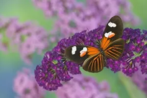 Images Dated 28th August 2005: Sammamish Washington Photograph of Butterfly on Flowers, Heliconius melpomene the