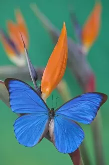 Images Dated 12th November 2005: Sammamish Washington Photograph of Butterfly on Flowers, Morpho anaxibia from Brazil