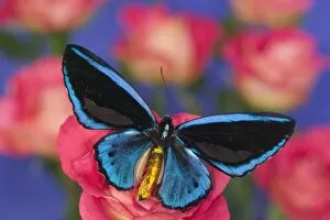 Images Dated 13th November 2005: Sammamish Washington Photograph of Butterfly on Flowers, Ornithoptera priamus caelestis