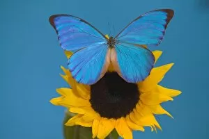 Images Dated 15th November 2005: Sammamish Washington Photograph of Butterfly on Flowers, Morpho anaxibia from Brazil