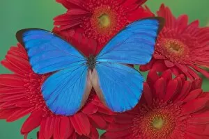 Images Dated 13th November 2005: Sammamish Washington Photograph of Butterfly on Flowers, Morpho anaxibia from Brazil