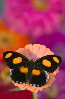 Images Dated 26th August 2005: Sammamish Washington Photograph of Butterfly on Flowers, Catonephele numilia the