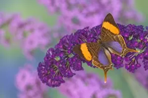 Images Dated 28th August 2005: Sammamish Washington Photograph of Butterfly on Flowers, Marpesia corinna the Corinna