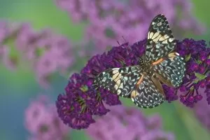 Images Dated 28th August 2005: Sammamish Washington Photograph of Butterfly on Flowers, Hamadryas arinome the Starry