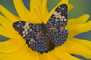 Images Dated 29th August 2005: Sammamish Washington Photograph of Butterfly on Flowers, Hamadryas arinome the Starry