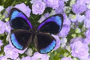 Images Dated 12th February 2004: Sammamish Washington Photograph of Butterfly on Flowers, Eunica alcmena flora the