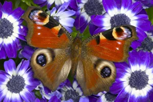 Images Dated 29th February 2004: Sammamish Washington Photograph of Butterfly on Flowers, Inachis io the Peacock Butterfly