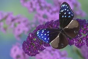 Images Dated 28th August 2005: Sammamish Washington Photograph of Butterfly on Flowers, Euploea mulciber the Striped