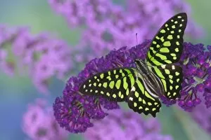Images Dated 28th August 2005: Sammamish Washington Photograph of Butterfly on Flowers, Graphium agamemnon the Tailed