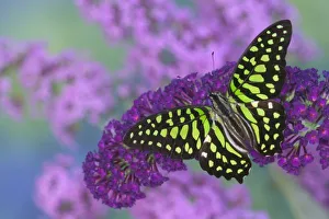 Images Dated 28th August 2005: Sammamish Washington Photograph of Butterfly on Flowers, Graphium agamemnon the Tailed