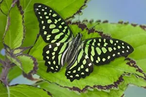 Images Dated 29th August 2005: Sammamish Washington Photograph of Butterfly on Flowers, Graphium agamemnon the Tailed