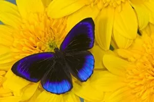 Images Dated 29th August 2005: Sammamish Washington Photograph of Butterfly on Flowers, Eunica alcmena flora the