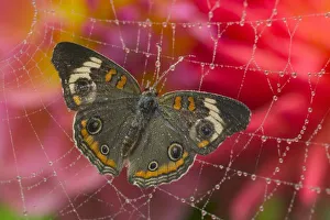 Images Dated 28th September 2005: Sammamish Washington Photograph of Butterfly on Flowers, Junonia the Buckeye Butterfly