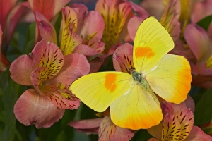 Images Dated 7th September 2005: Sammamish Washington Photograph of Butterfly on Flowers, Phoebis philea the Orange