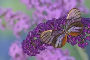Images Dated 28th August 2005: Sammamish Washington Photograph of Butterfly on Flowers, Godyris duillia the Glass