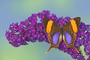 Images Dated 28th August 2005: Sammamish Washington Photograph of Butterfly on Flowers, Marpesia corinna the Corinna