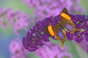 Images Dated 28th August 2005: Sammamish Washington Photograph of Butterfly on Flowers, Marpesia corinna the Corinna