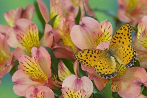 Images Dated 8th September 2005: Sammamish Washington Photograph of Butterfly on Flowers