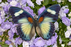 Sammamish Washington Photograph of Butterfly on Flowers, Euphaedra themis male