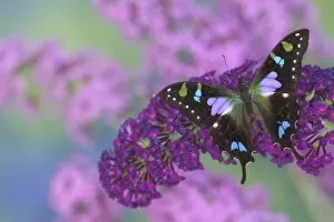 Images Dated 28th August 2005: Sammamish Washington Photograph of Butterfly on Flowers